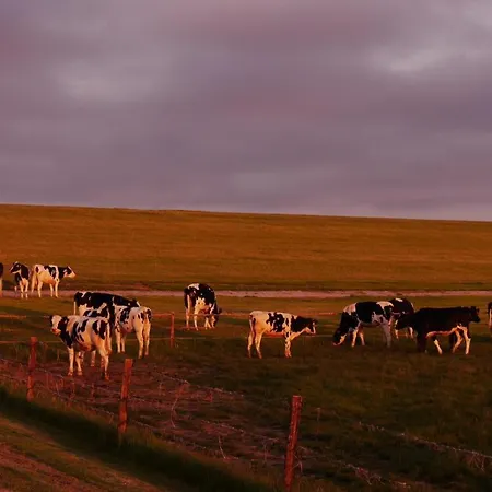 Skipper * Dorumer Neufeld